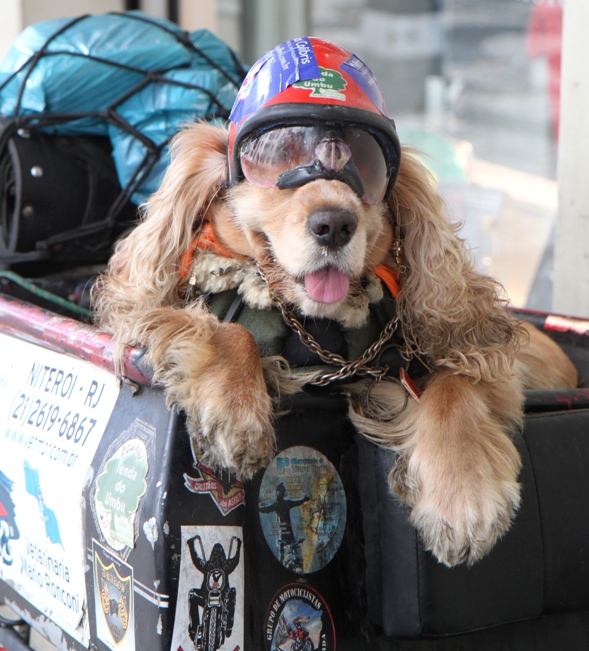 dog helmet